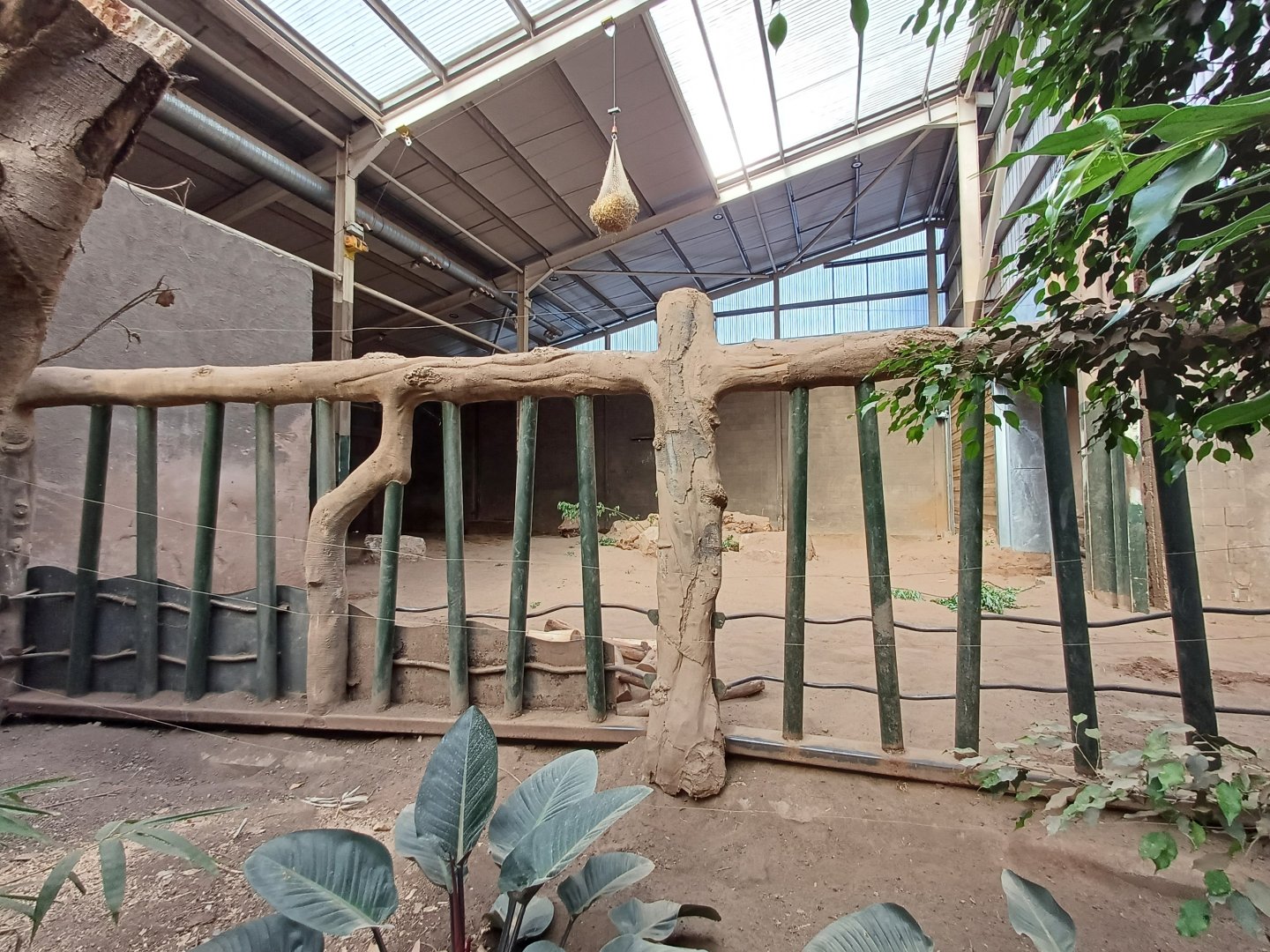 Asian Elephant- Indoor viewing 3