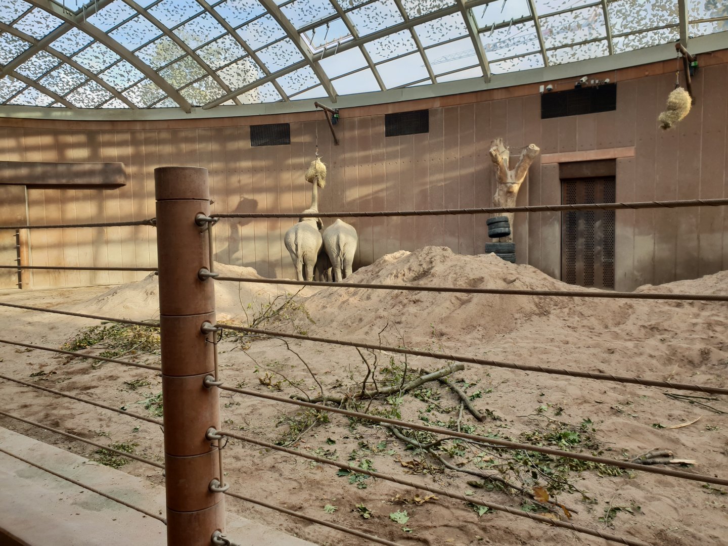 Asian Elephant indoor