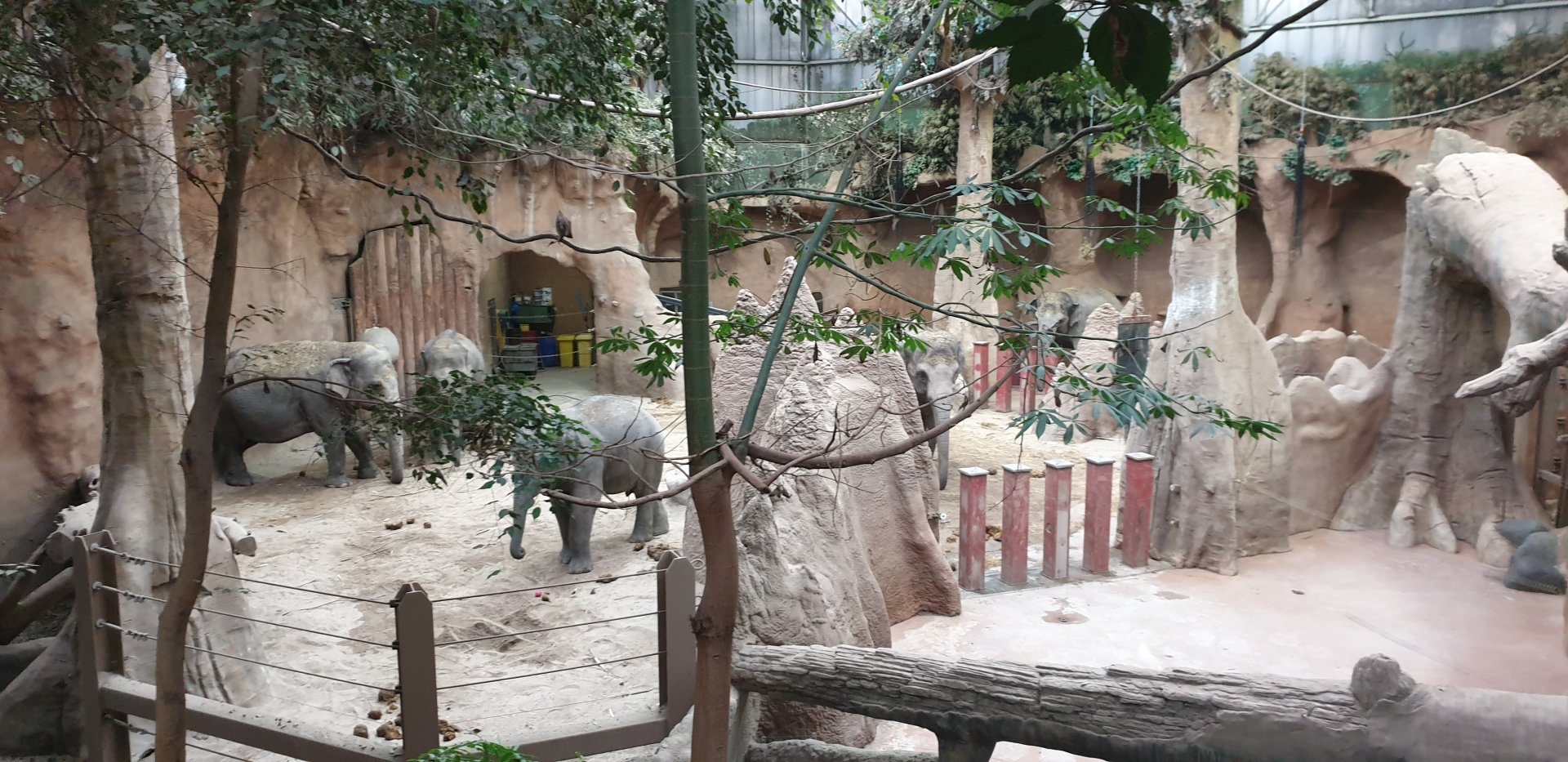 Asian Elephant, indoor