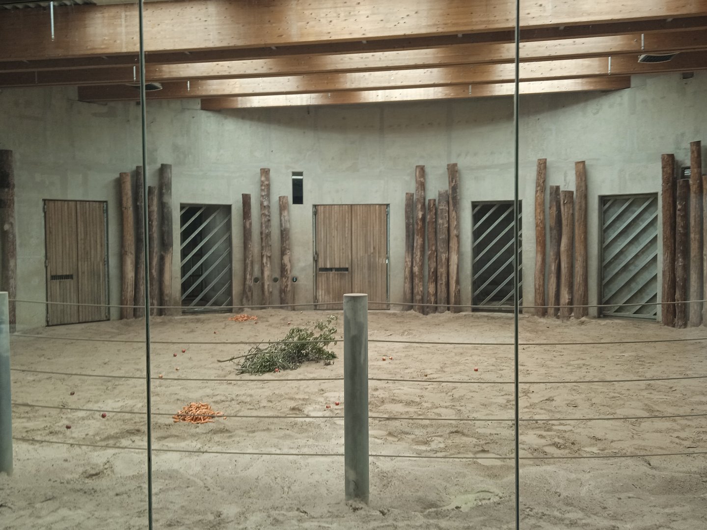 Asian elephant indoor