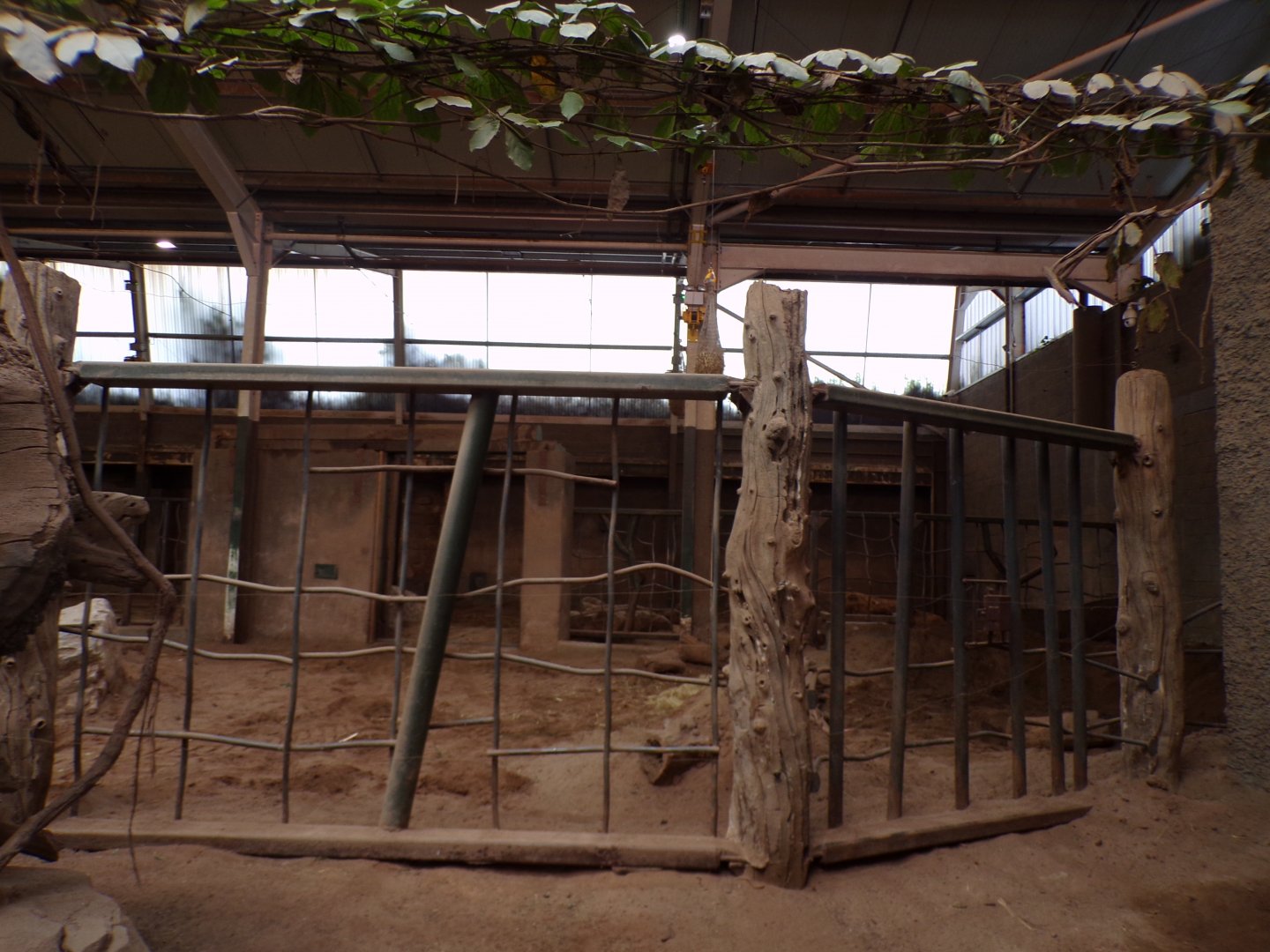 Asian elephant indoors 29.6.24