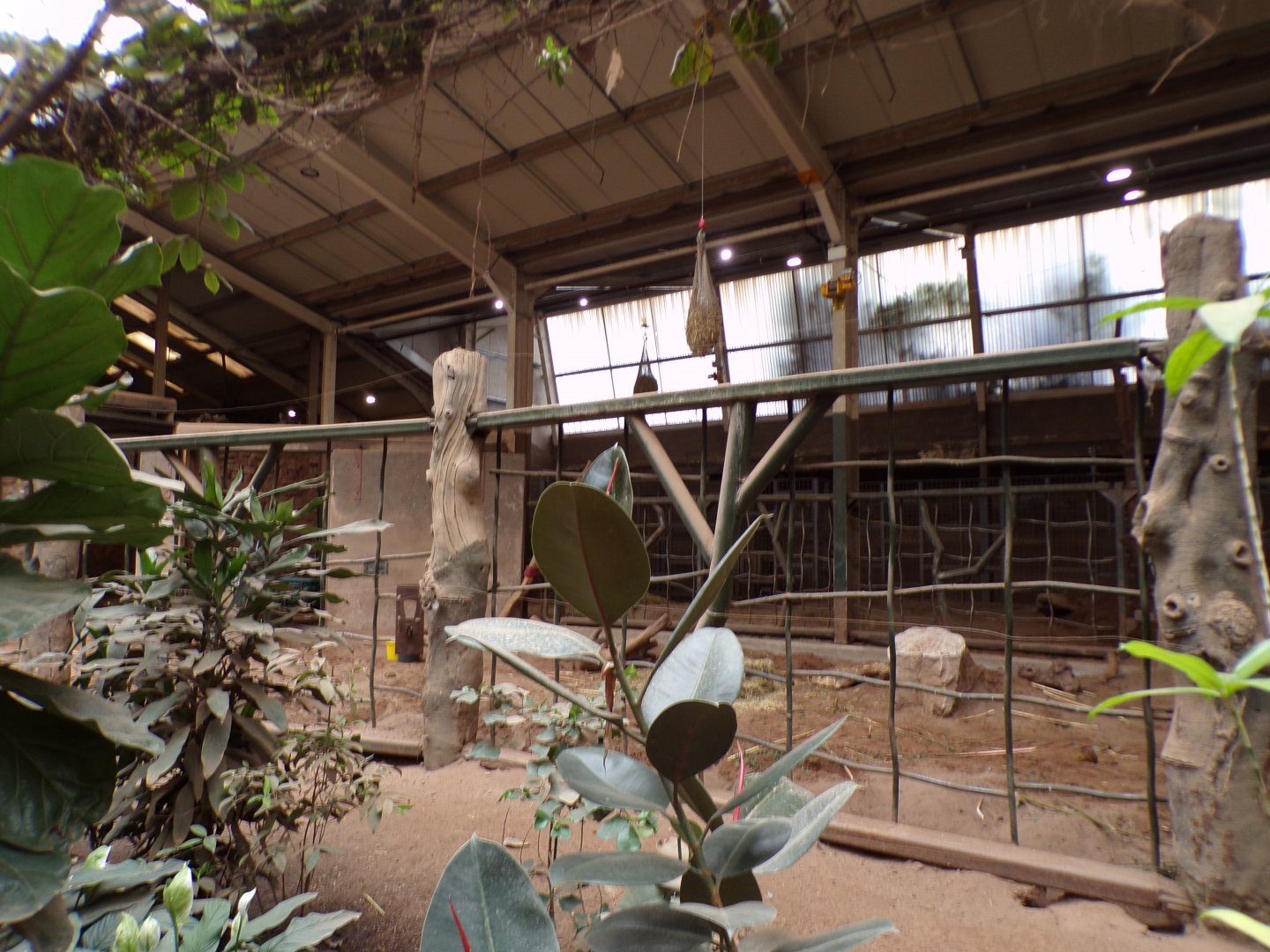 Asian elephant indoors 29.6.24