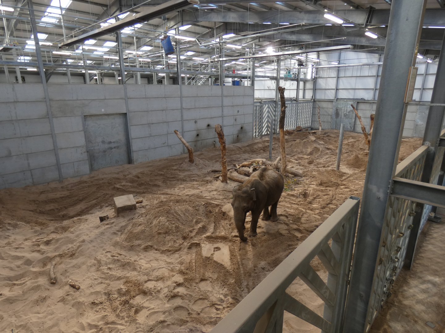 Asian Elephant Indoors (Elephant Basecamp)