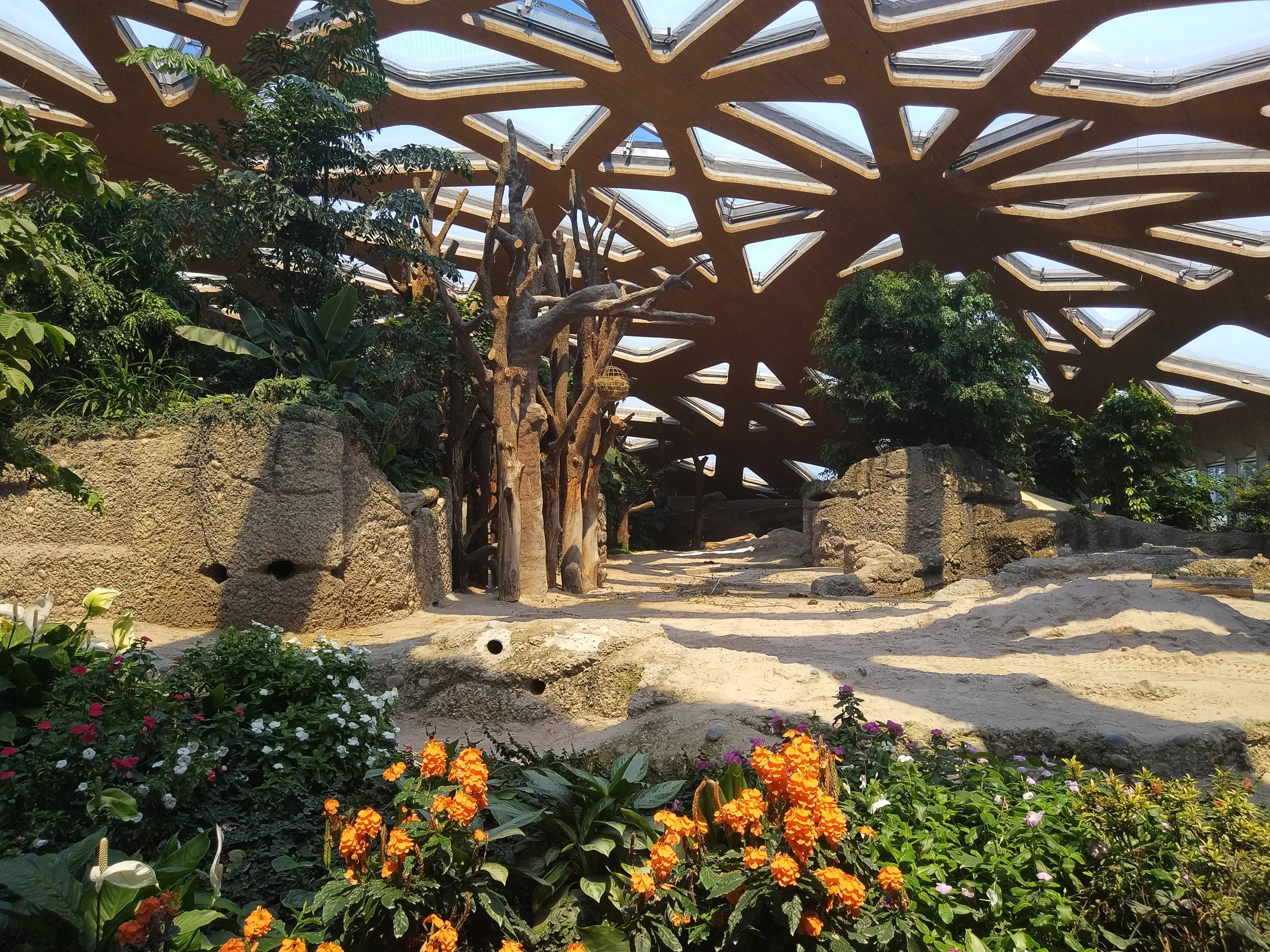 Asian Elephant indoors