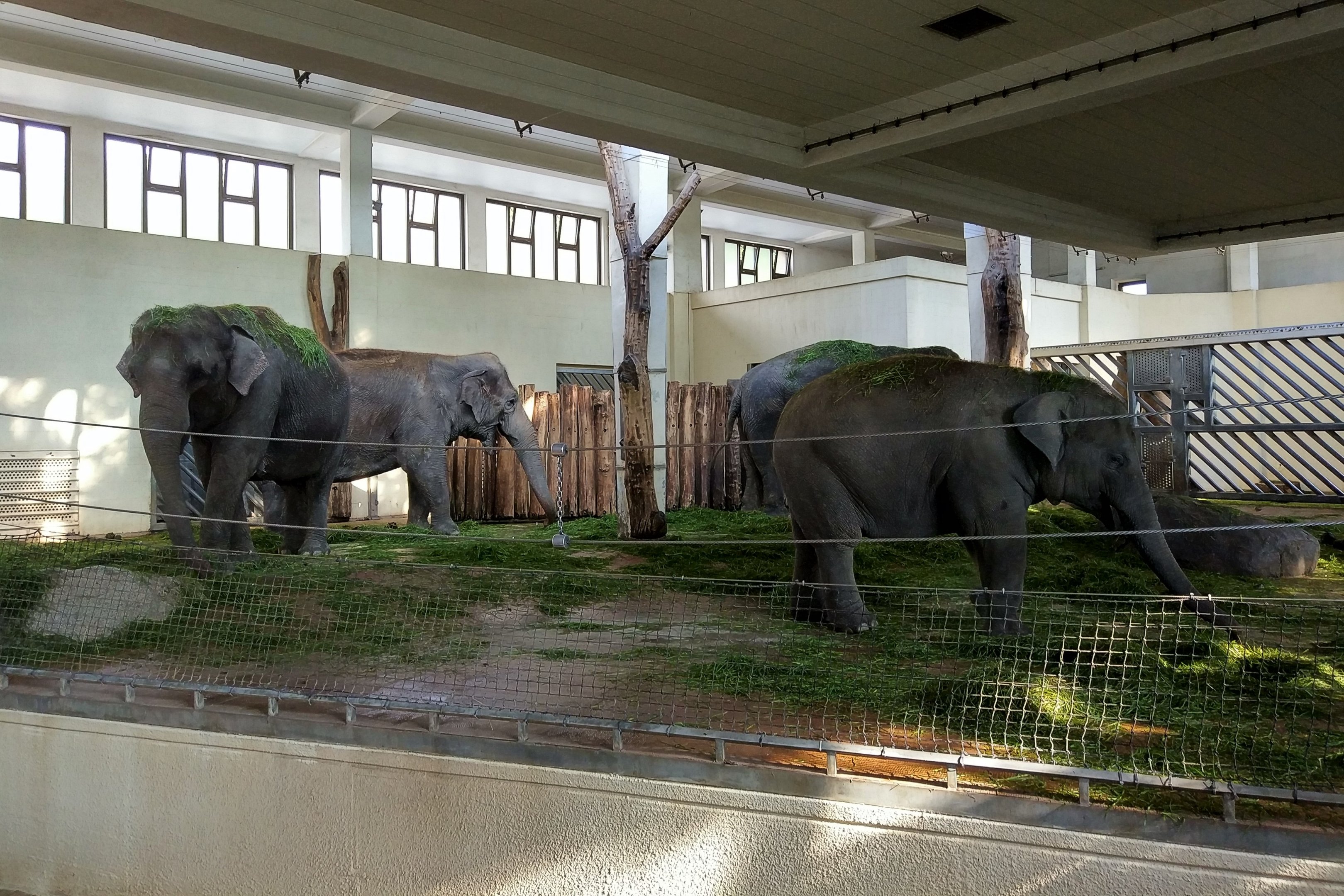 Asian Elephant Indoors