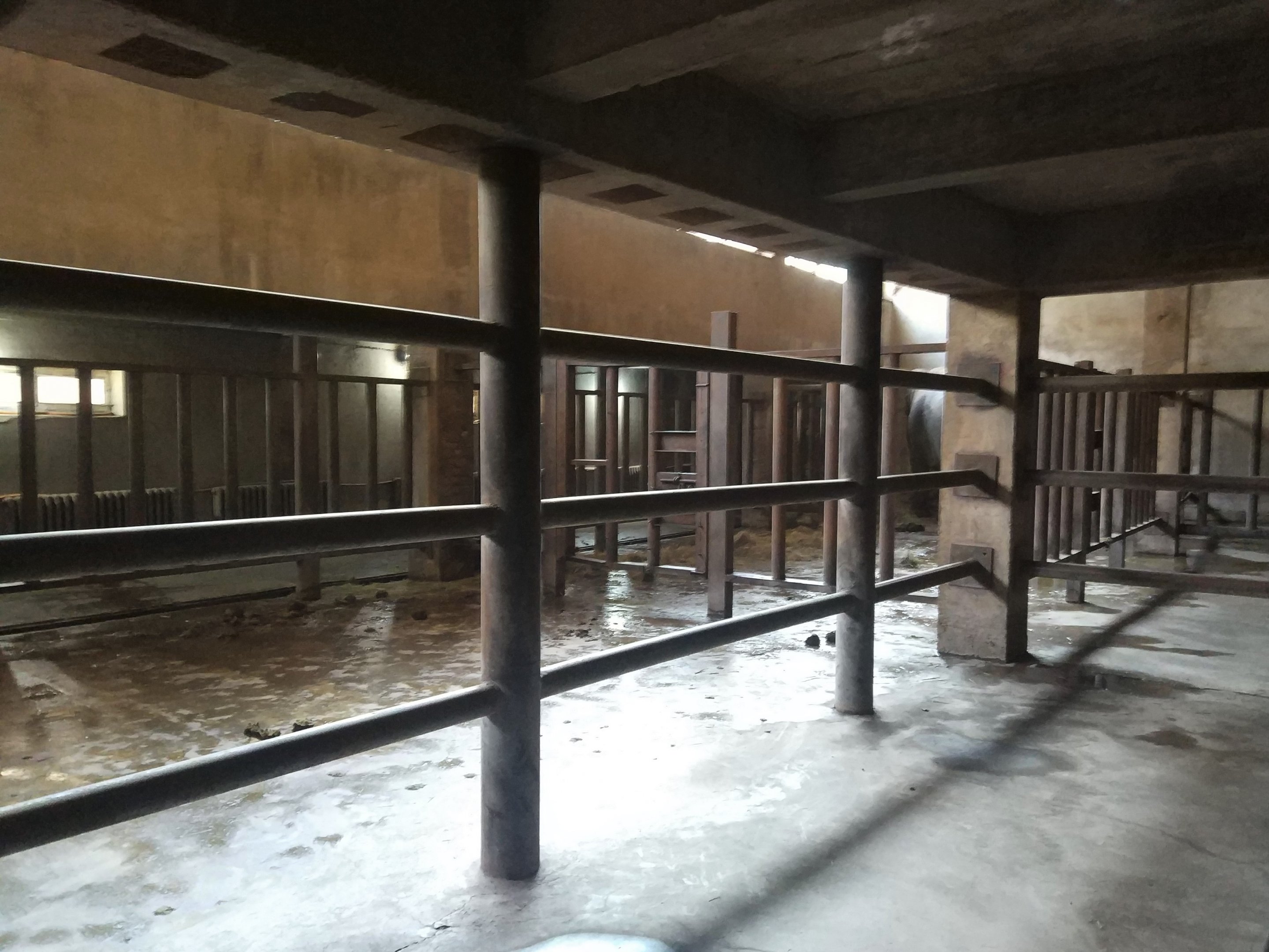 Asian Elephant Indoors