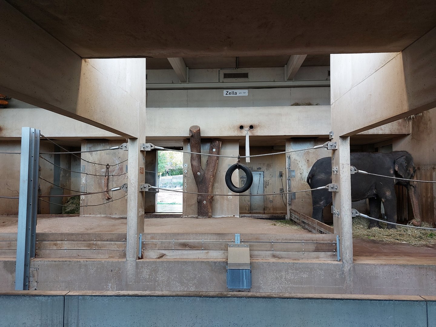 Asian elephant indoors