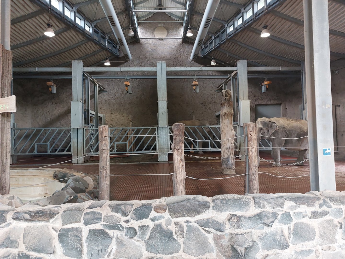 Asian elephant indoors