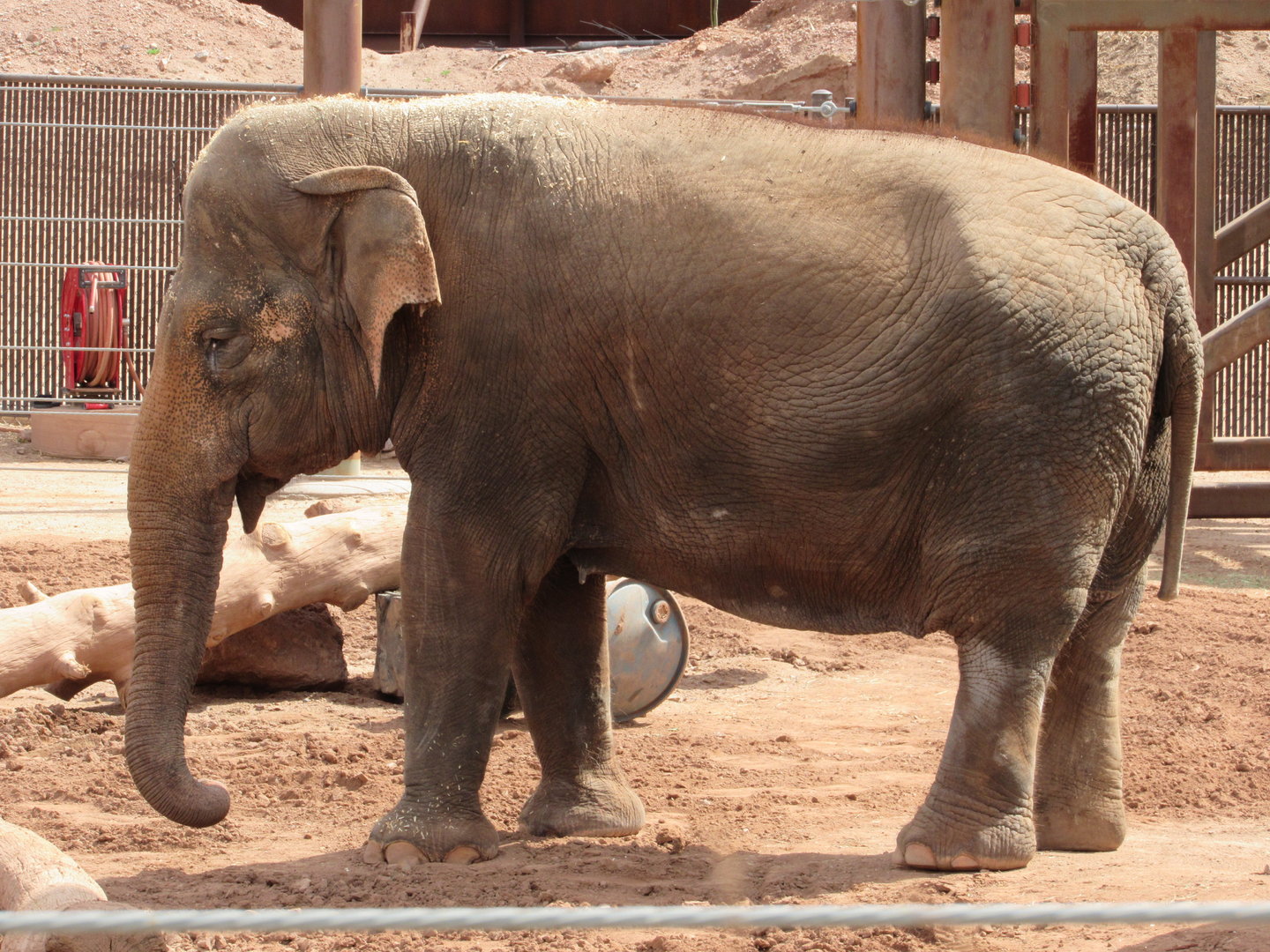 Asian Elephant Indu - 3/7/23