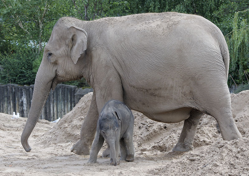 Asian elephant infant Nandita