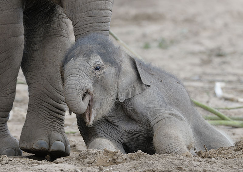 Asian elephant infant Nandita