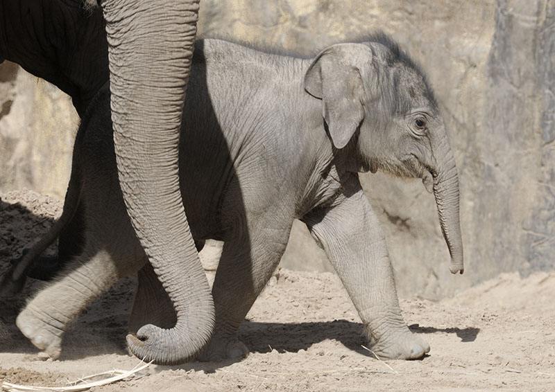 Asian elephant infant Nandita