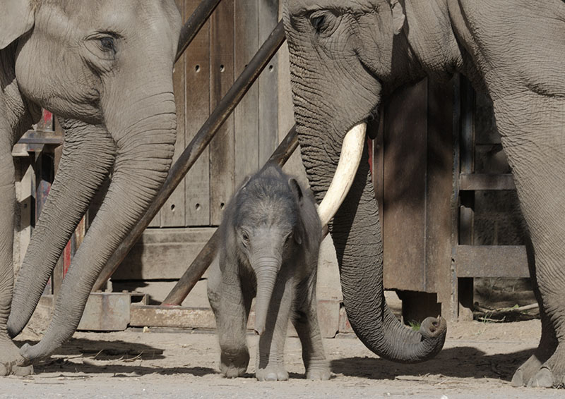 Asian elephant infant Nandita