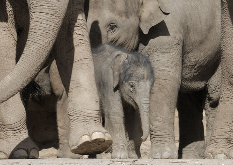 Asian elephant infant Nandita