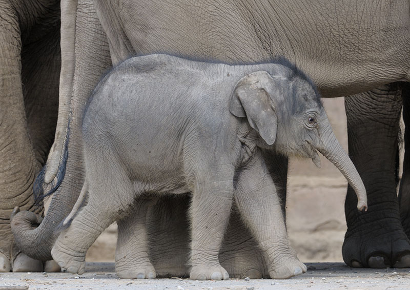 Asian elephant infant Nandita