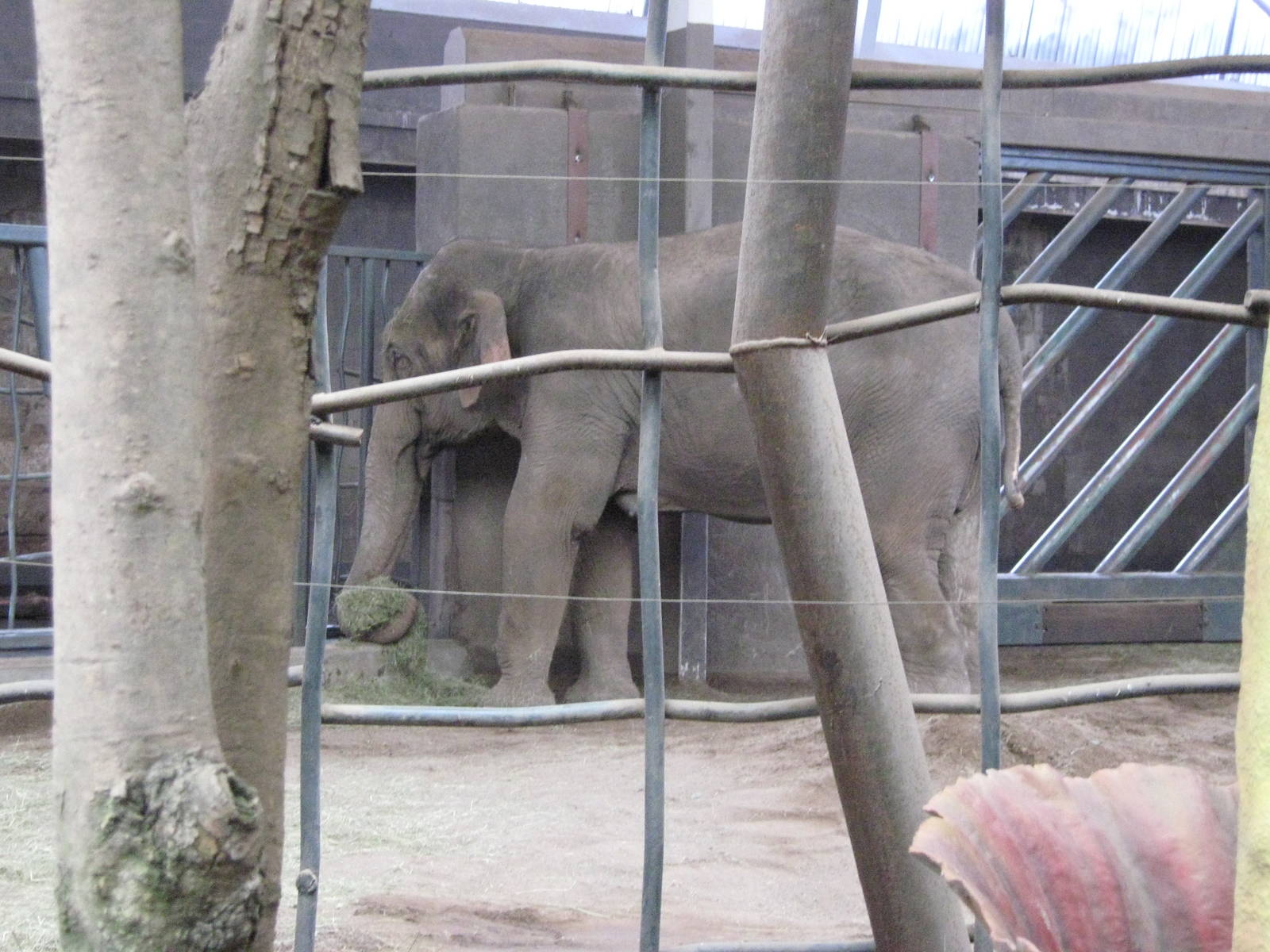 Asian Elephant, Jangoli - August 2009