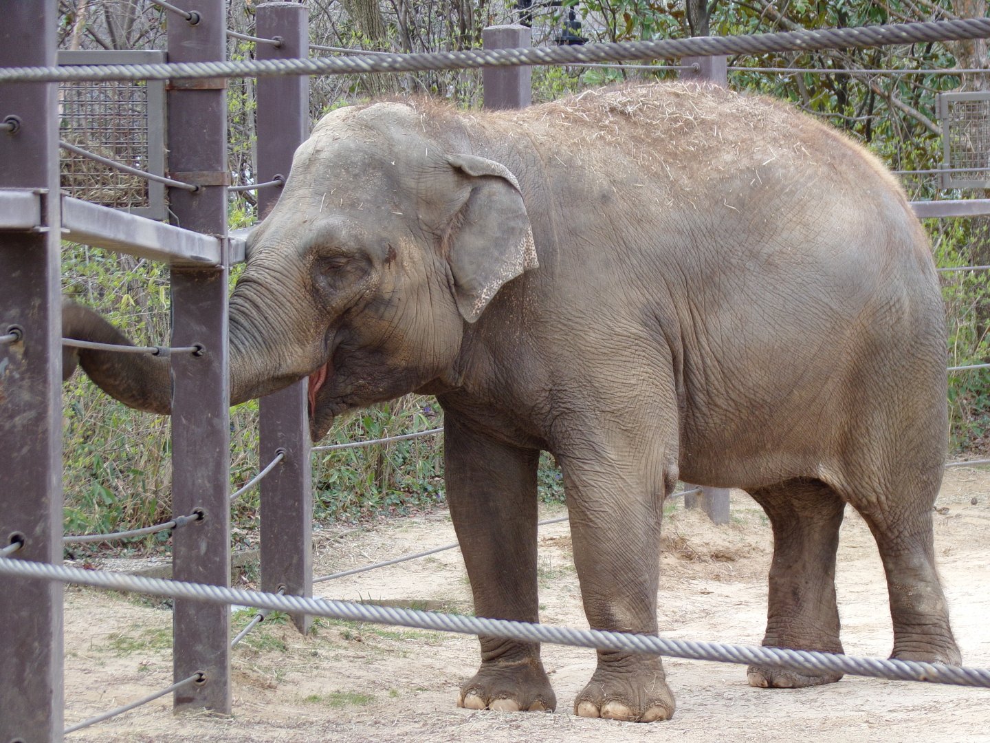 Asian Elephant, Jati