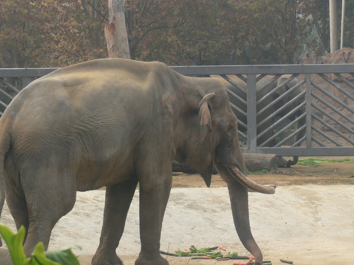 Asian Elephant"Ji sheng"