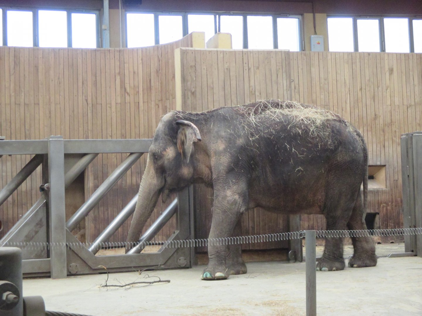 Asian elephant- Johti