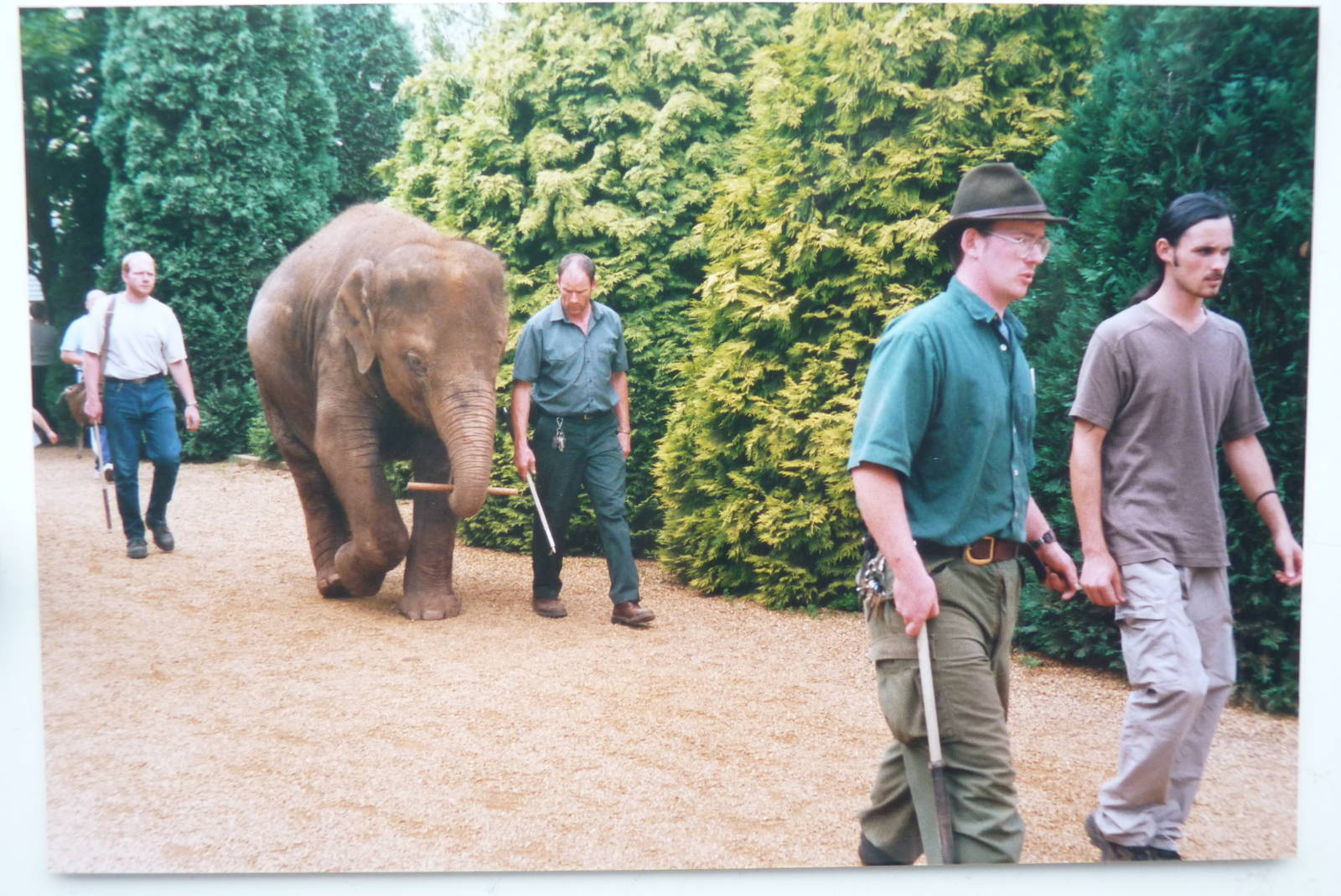 Asian Elephant, July 2000