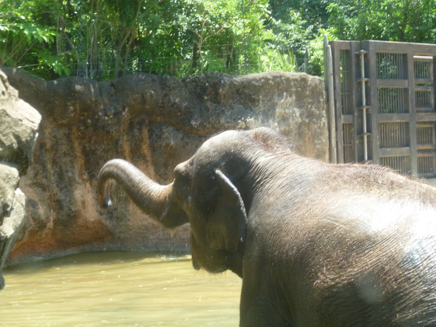 Asian elephant July 2016