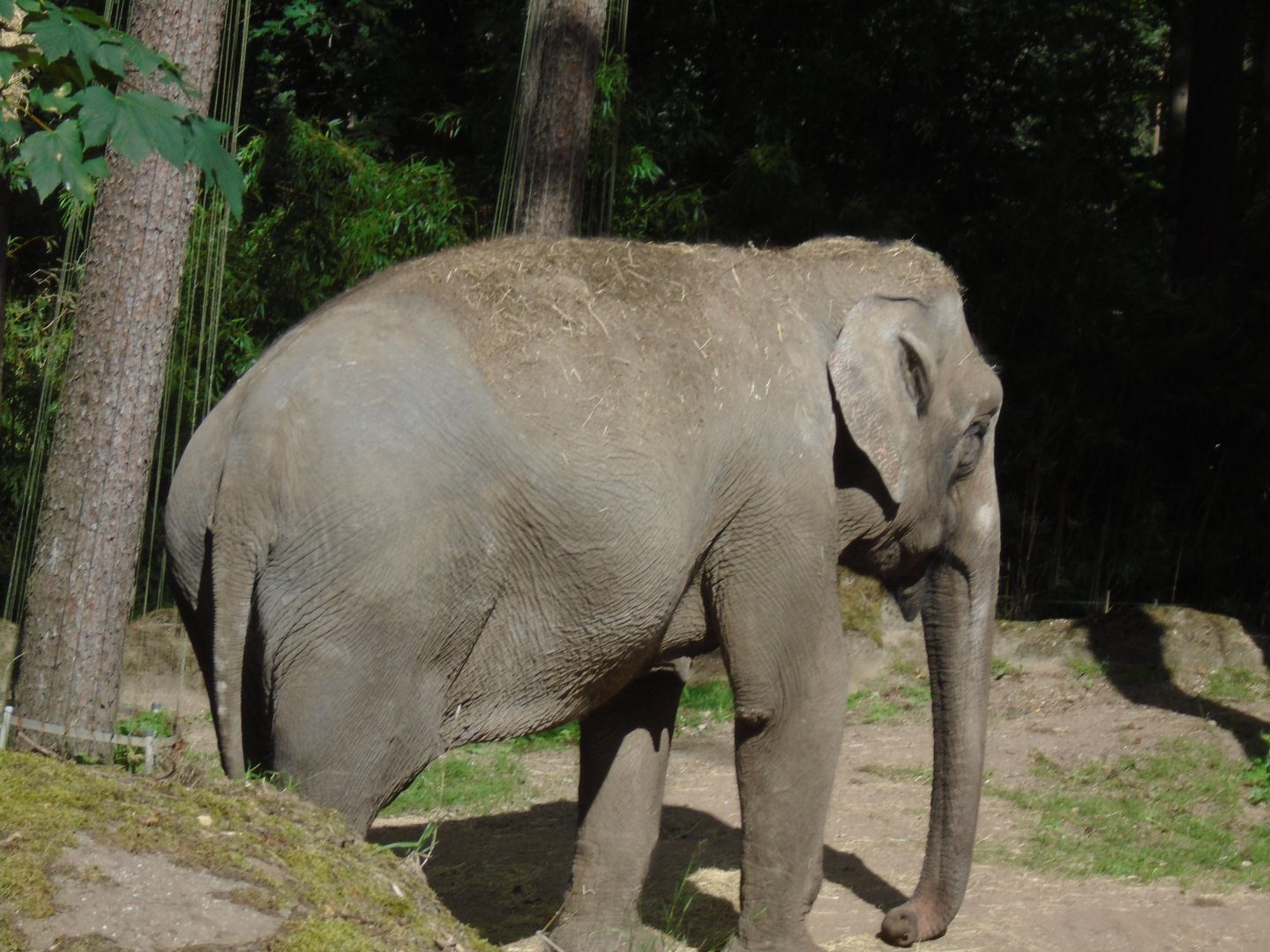 Asian Elephant, July 2020