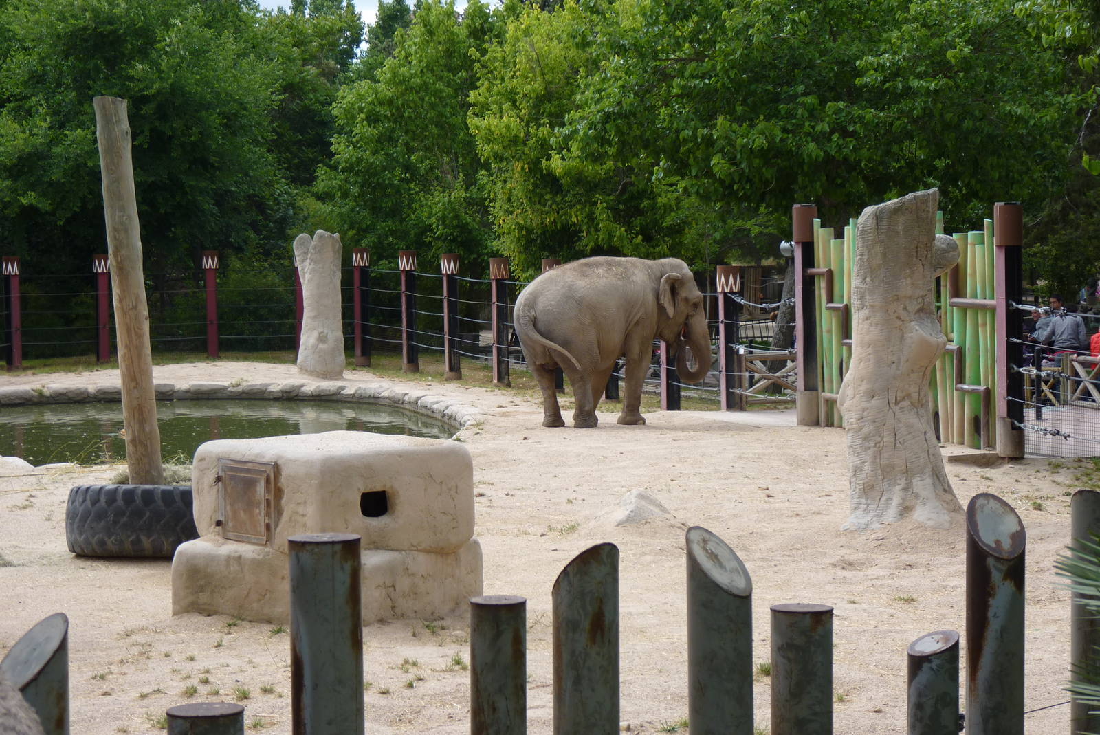 Asian Elephant, June 2013