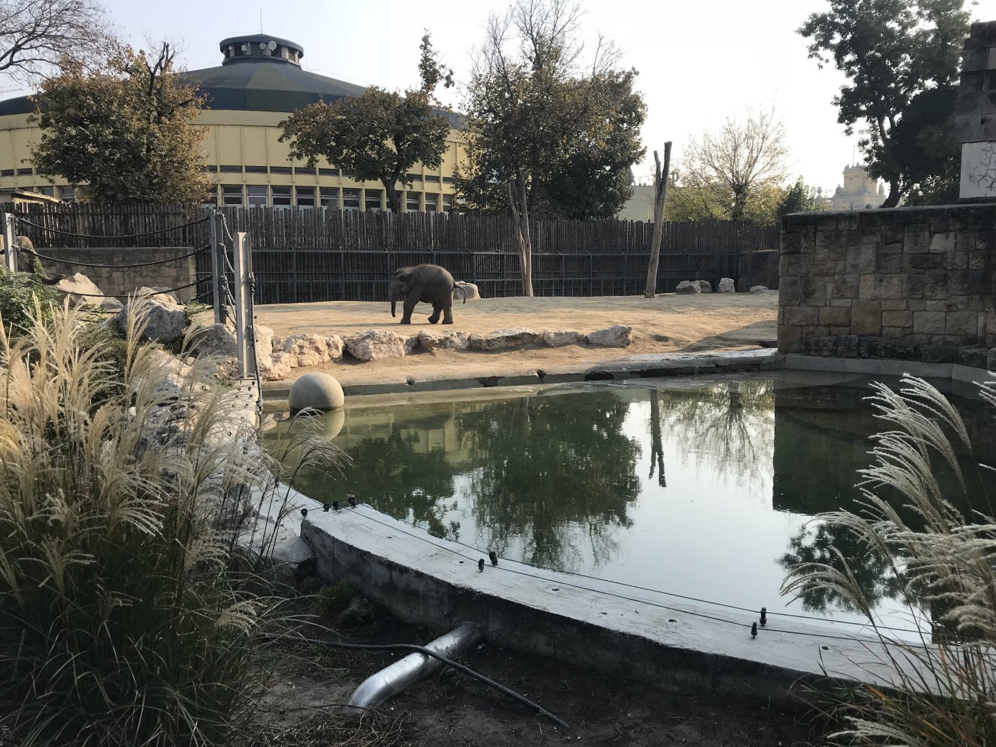 Asian elephant juvenile 201018