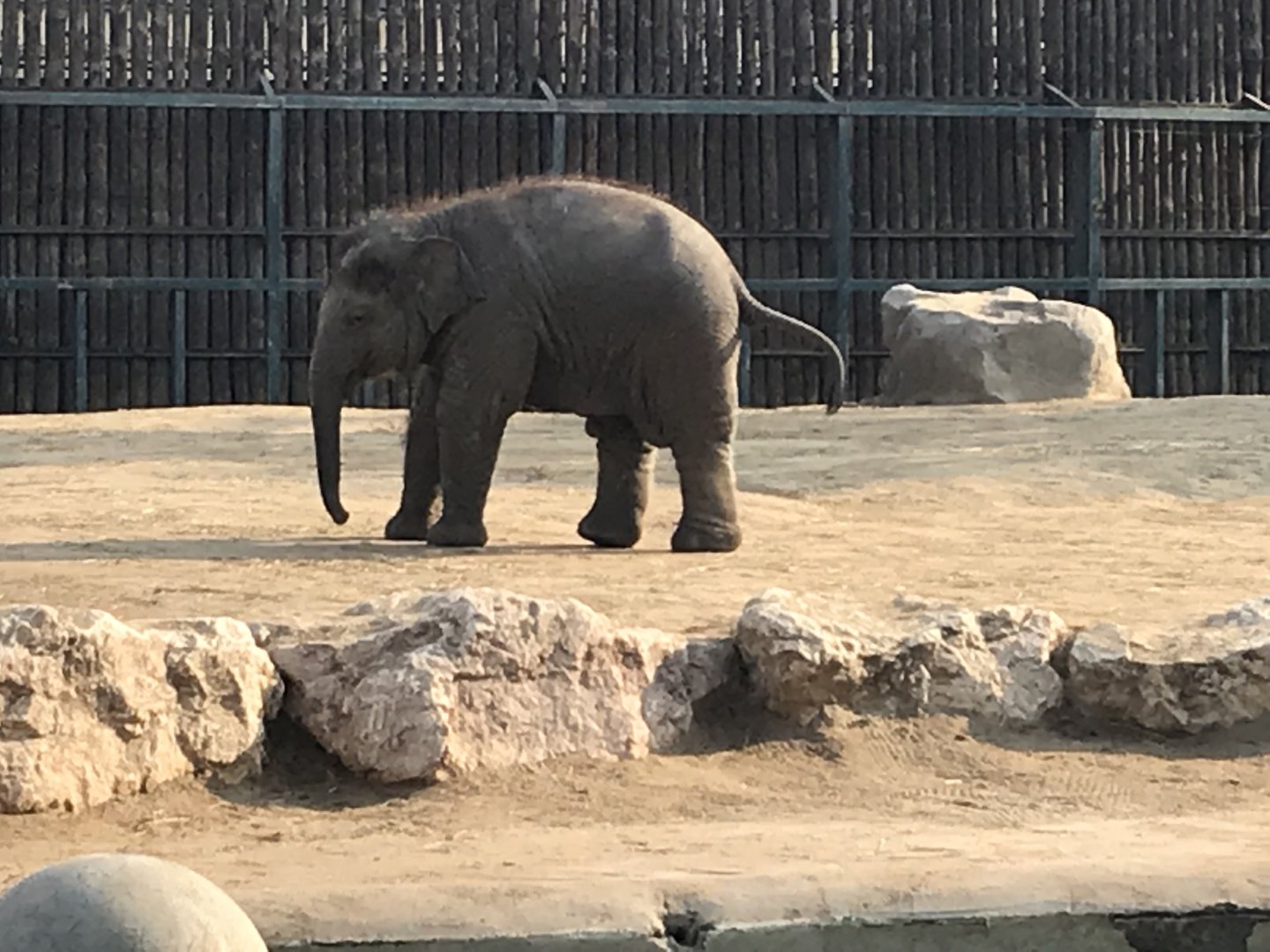 Asian elephant juvenile 201018