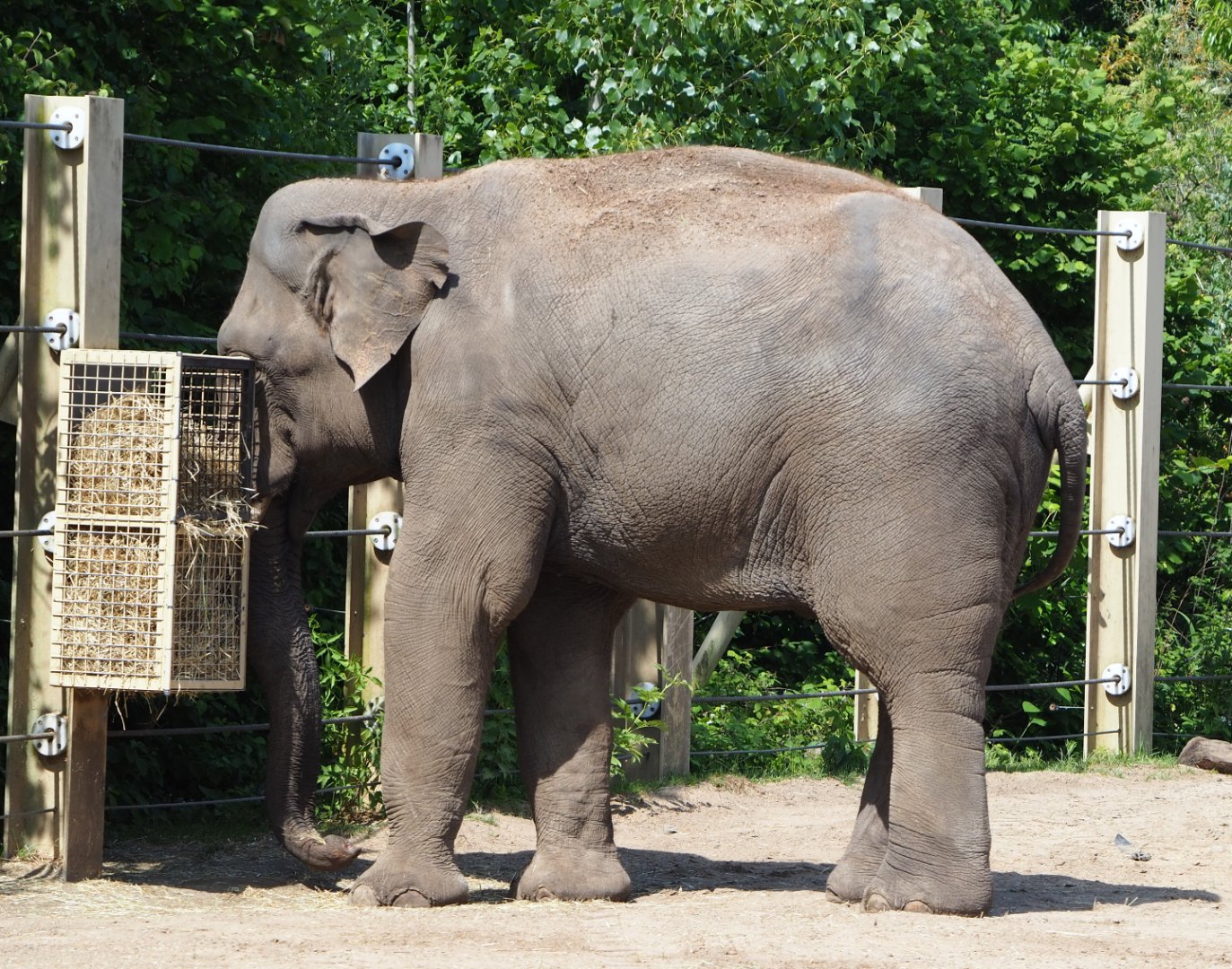 Asian elephant Kanvar (Elephas maximus), 2020-06-12