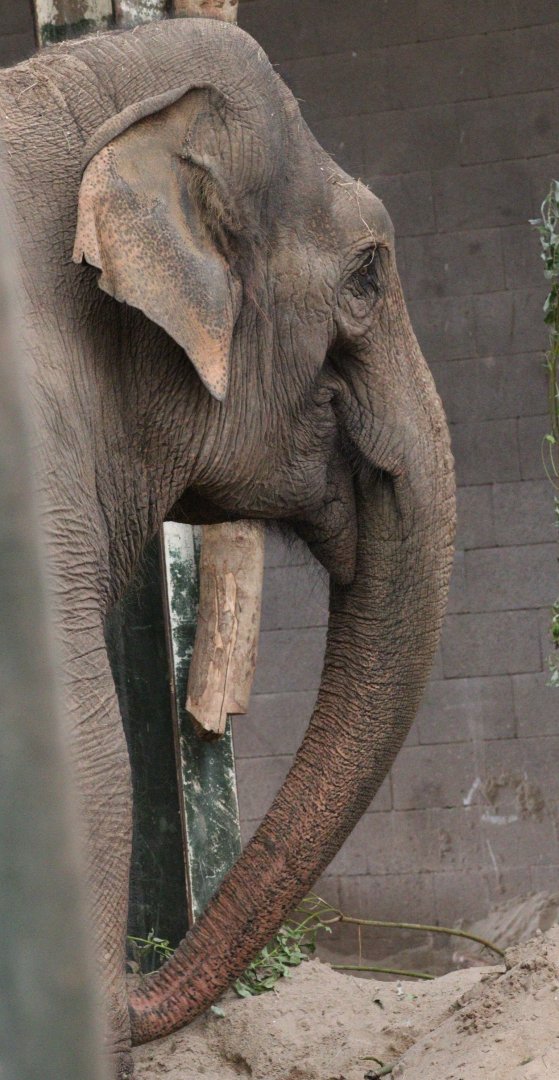 Asian Elephant 'Karishma'
