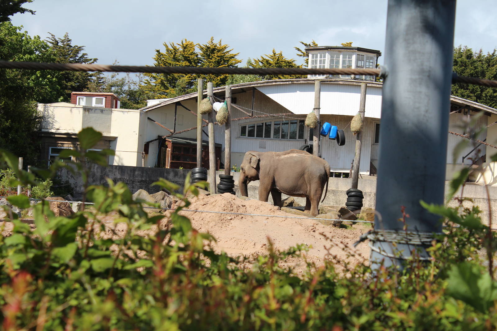 Asian Elephant, Kate - 31 May 2015