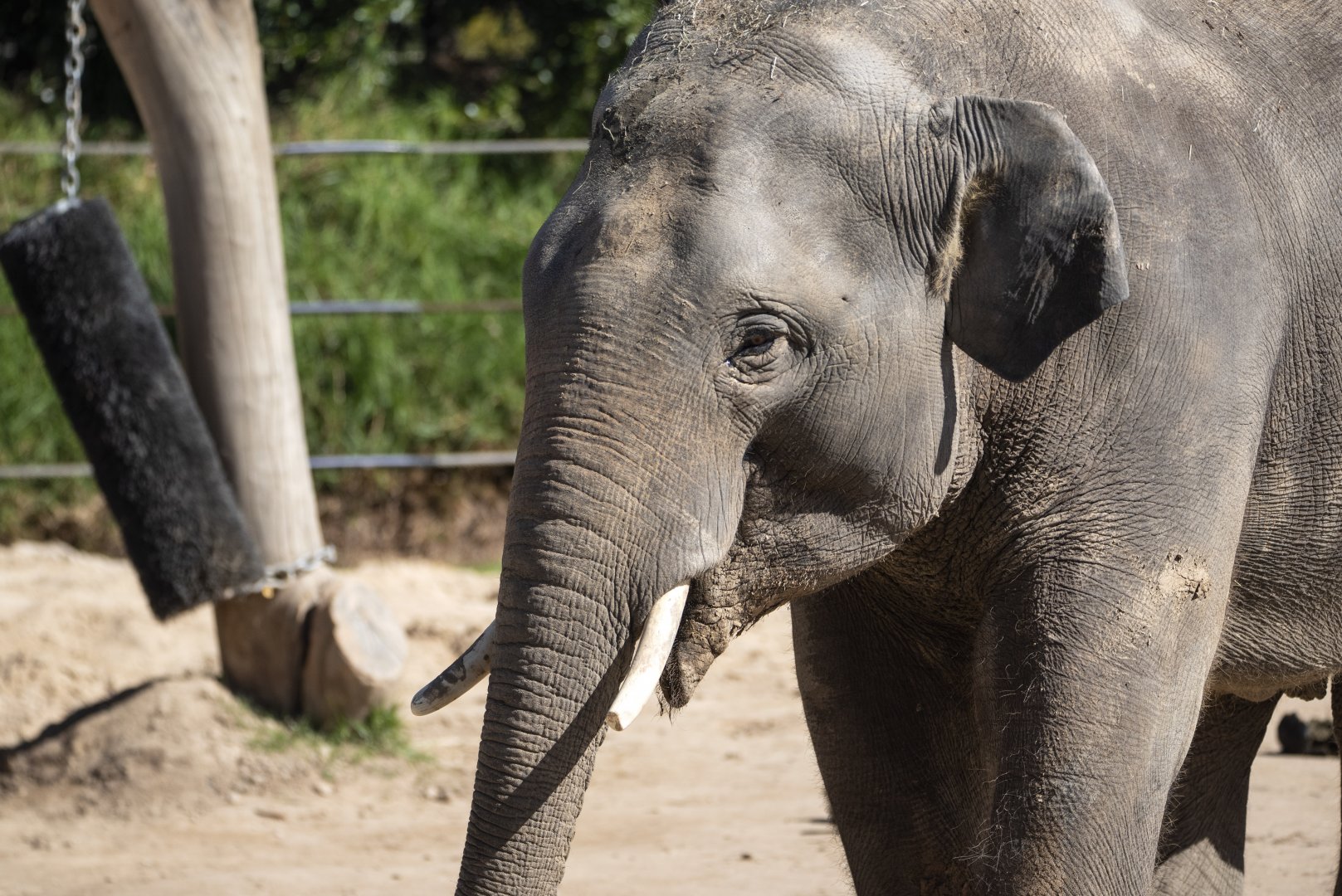 Asian elephant 'Kavi'