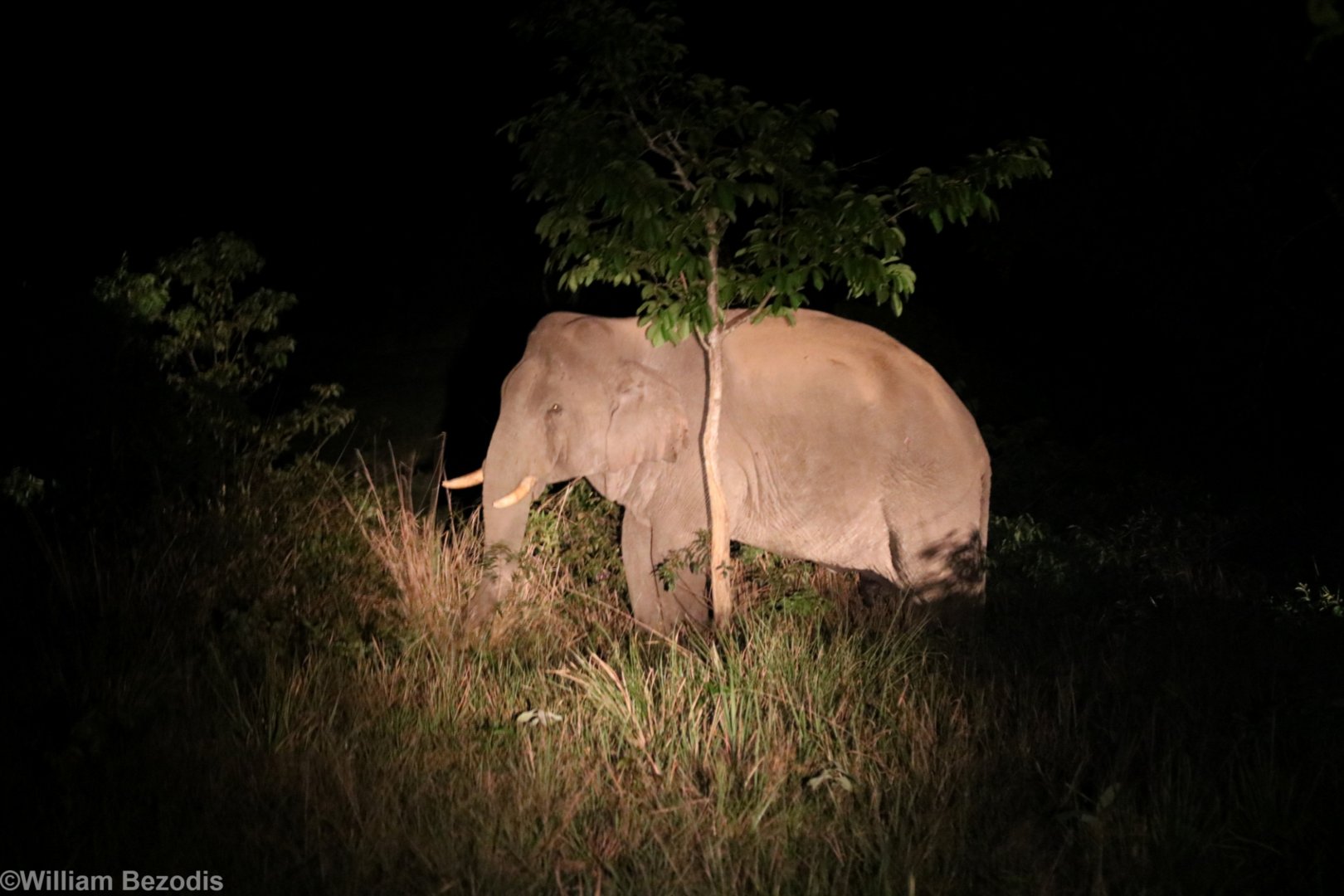 Asian Elephant - Khao Yai National Park