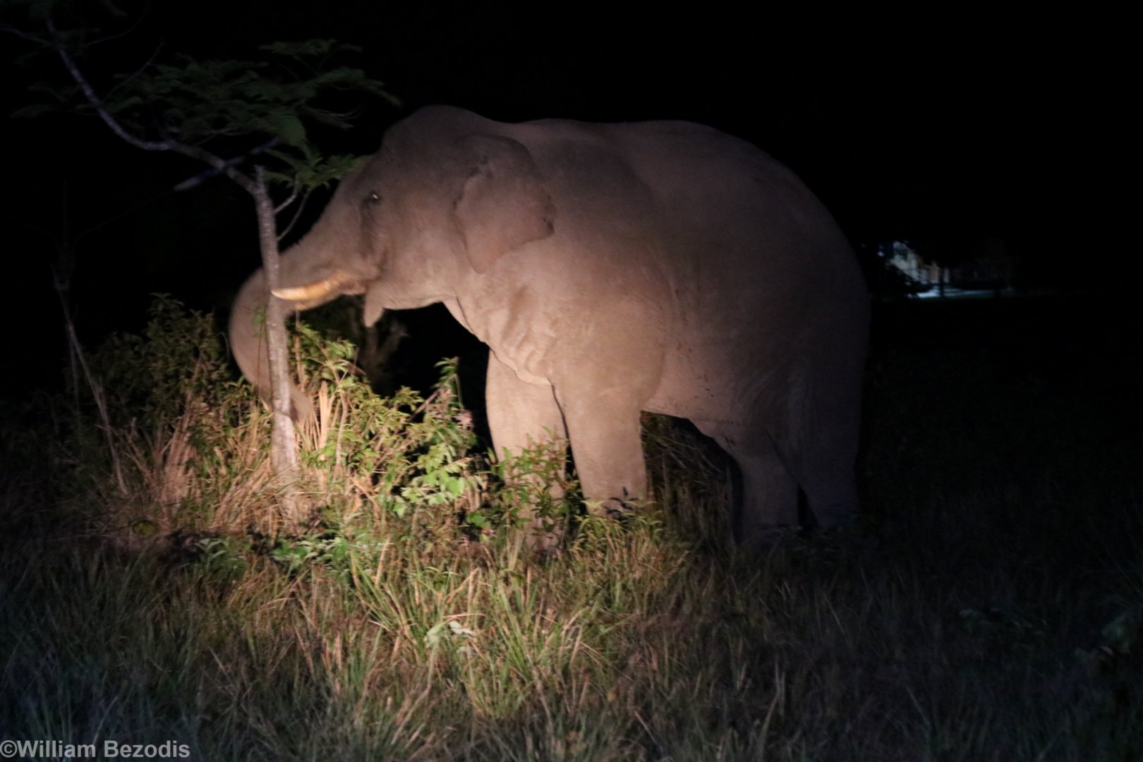 Asian Elephant - Khao Yai National Park