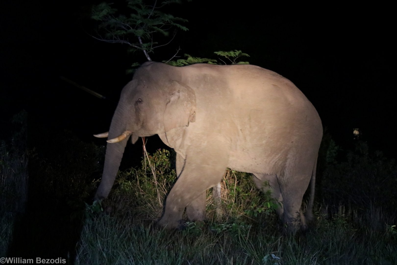 Asian Elephant - Khao Yai National Park