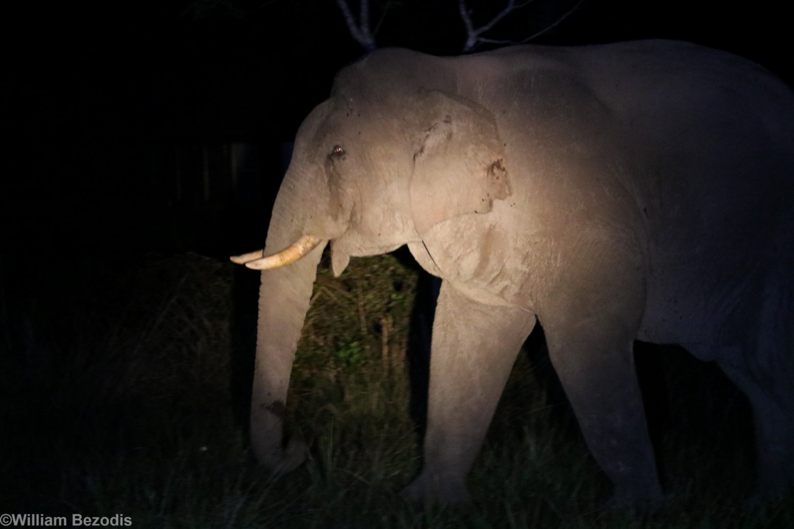 Asian Elephant - Khao Yai National Park