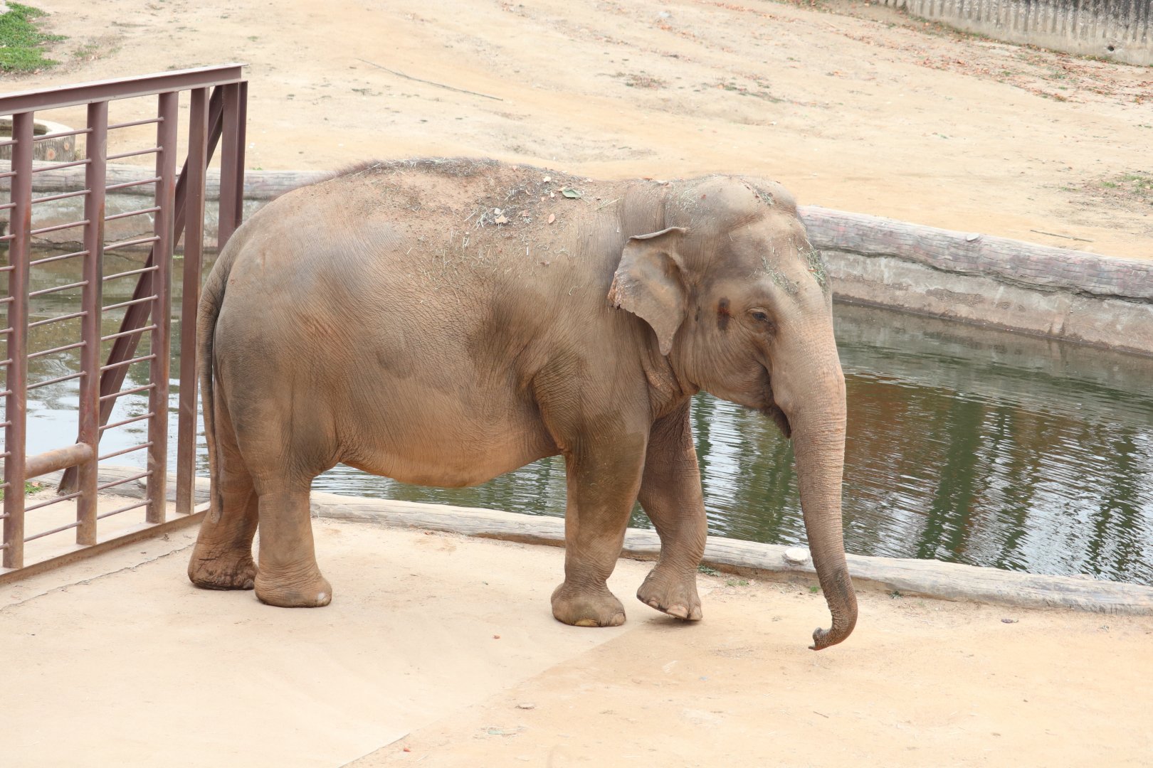 Asian elephant (Kima)