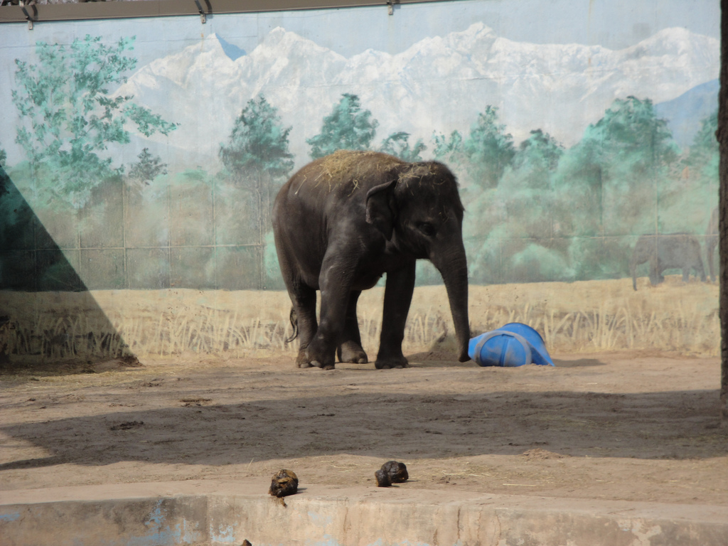 Asian Elephant - Kirina