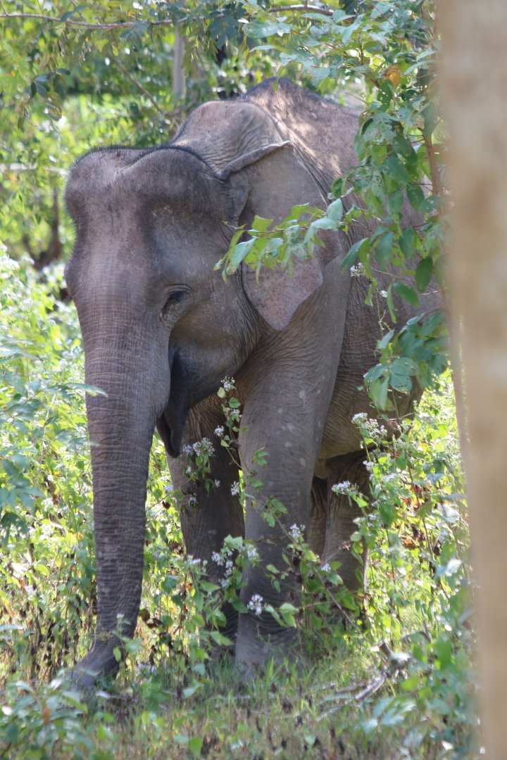 Asian Elephant - Kui Buri National Park