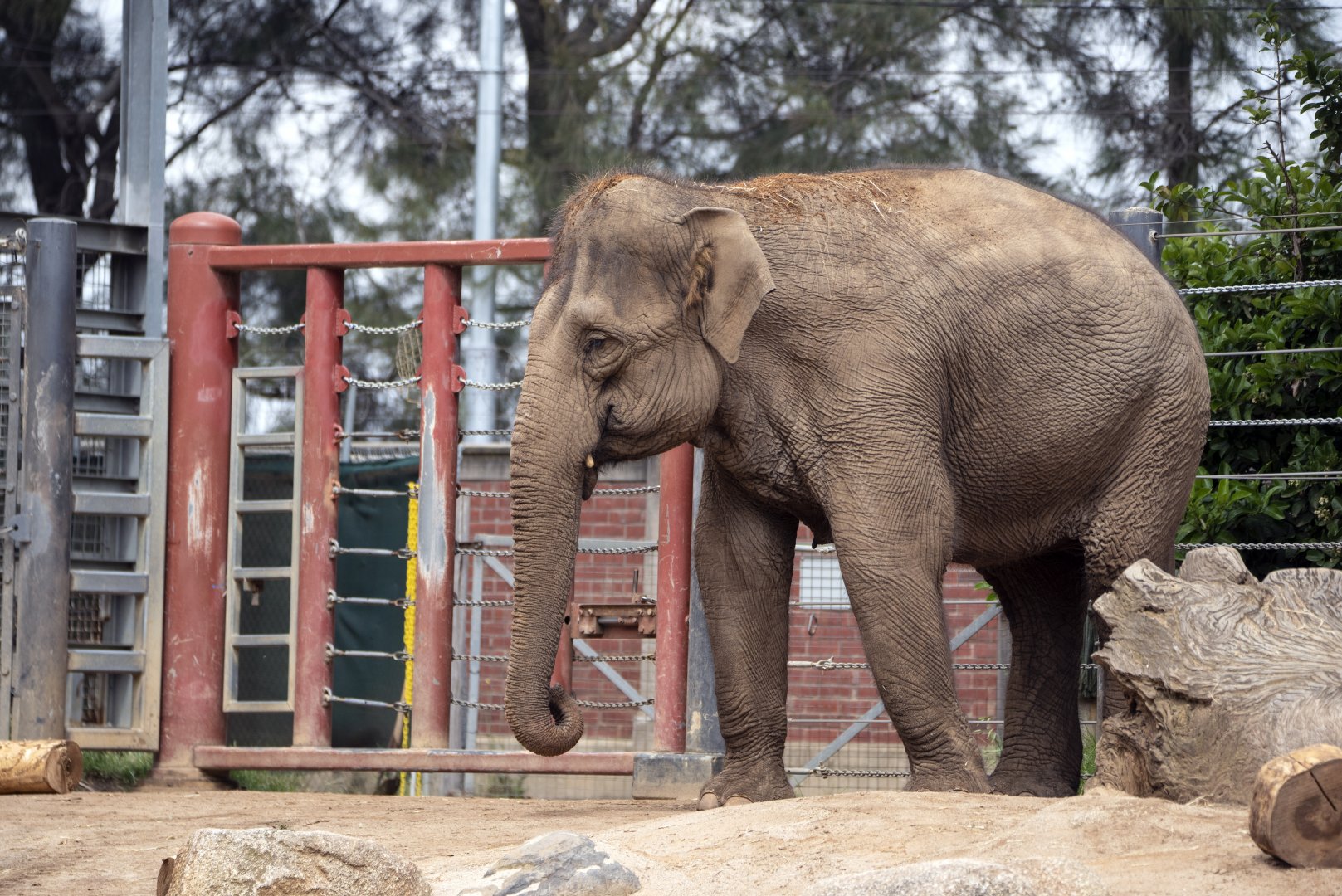Asian elephant 'Kulab?'