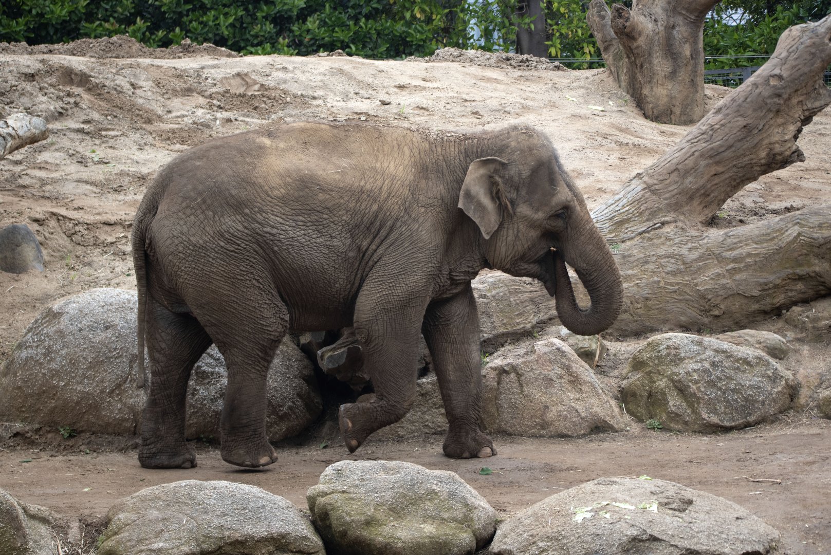 Asian elephant 'Kulab'