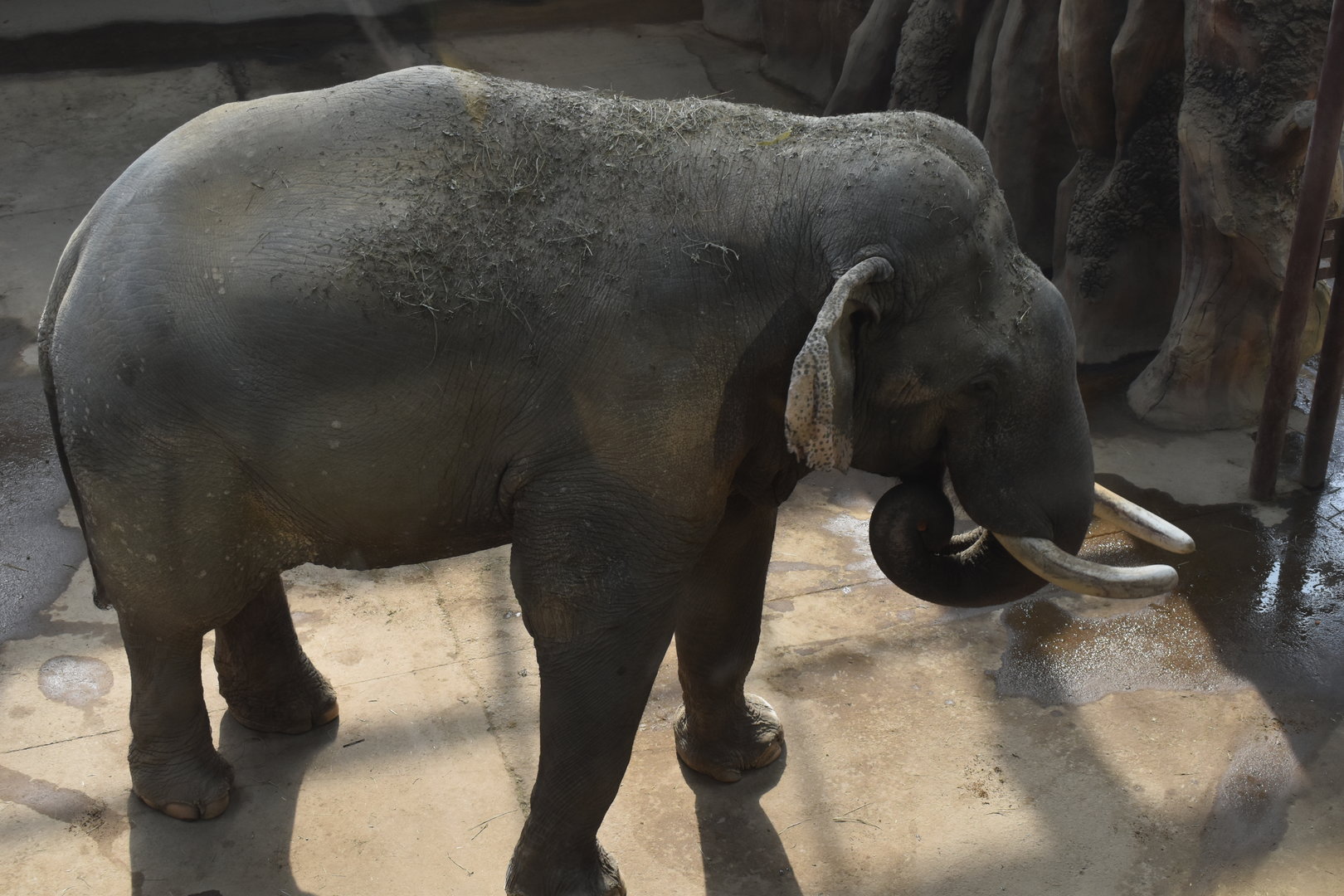 Asian elephant “lingLing”