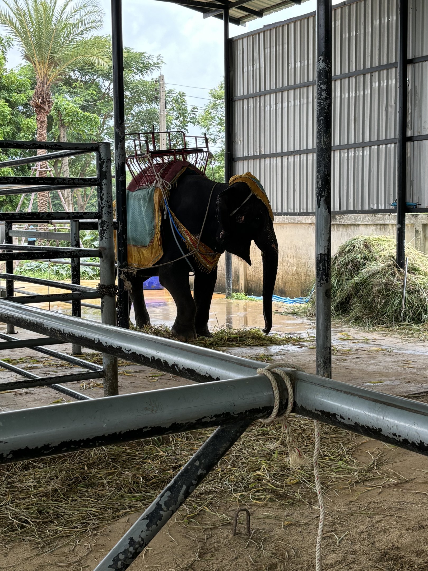 Asian Elephant - Lion Park