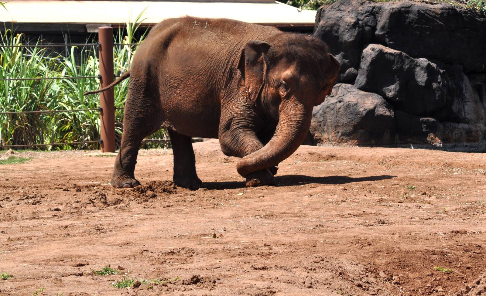 Asian Elephant loading up on mud
