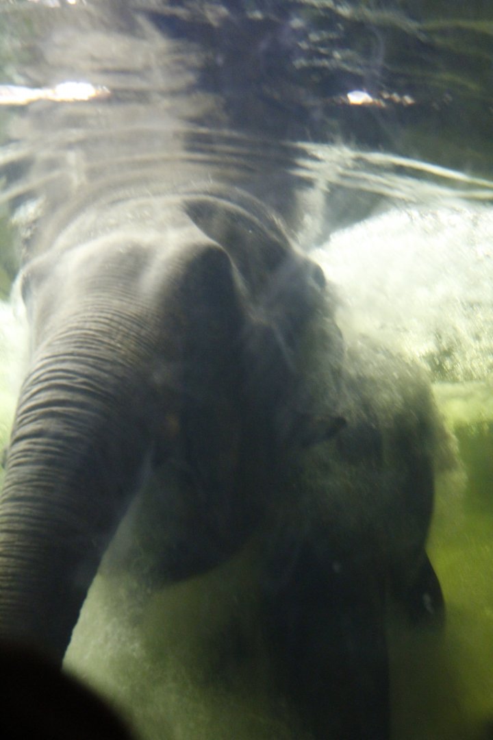 Asian elephant (Loxodonta maximus)