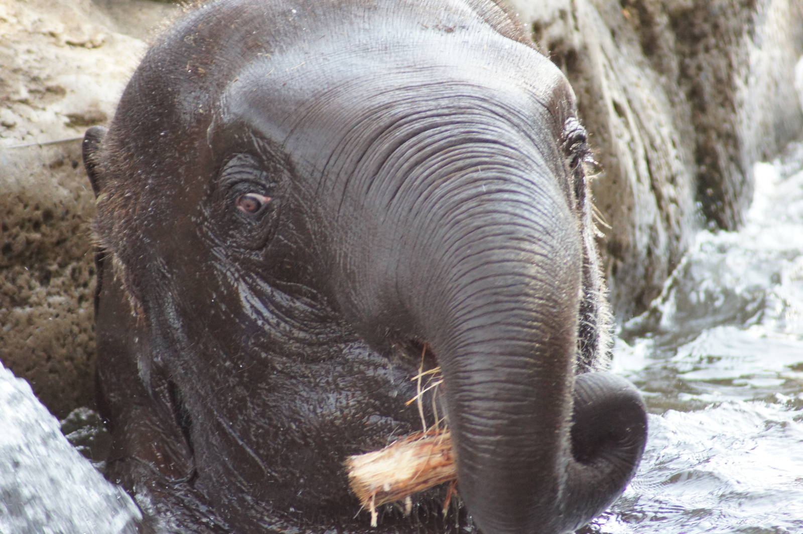 Asian Elephant 'Luk Chai'