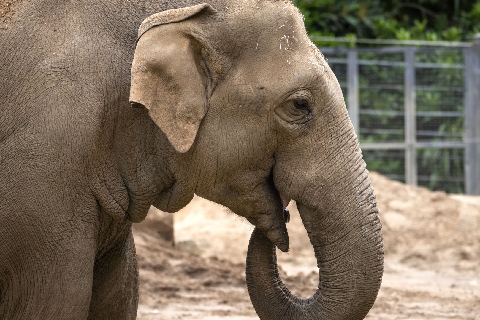 Asian elephant 'Luk Chai'