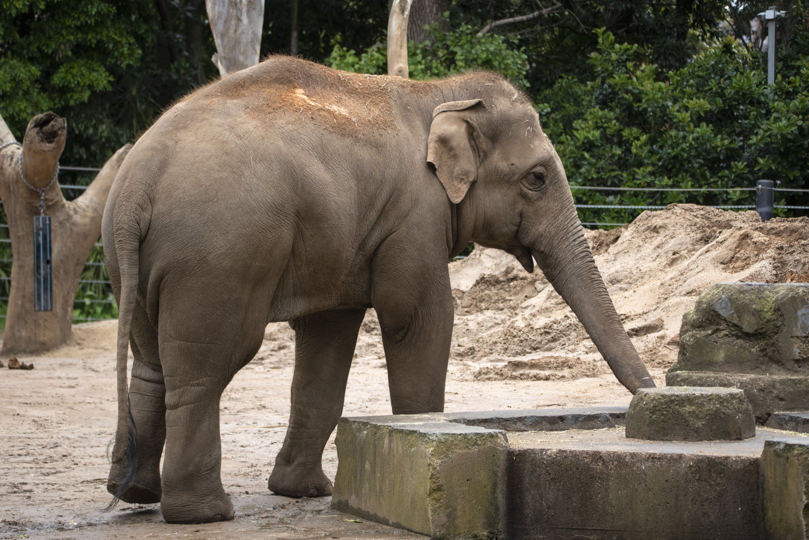 Asian elephant 'Luk Chai'