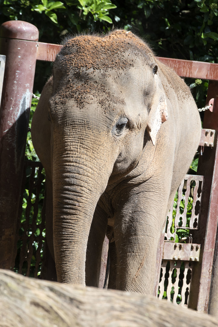 Asian Elephant 'Luk Chai'